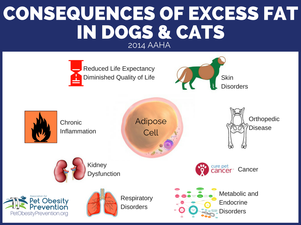 Canine Obesity Chart