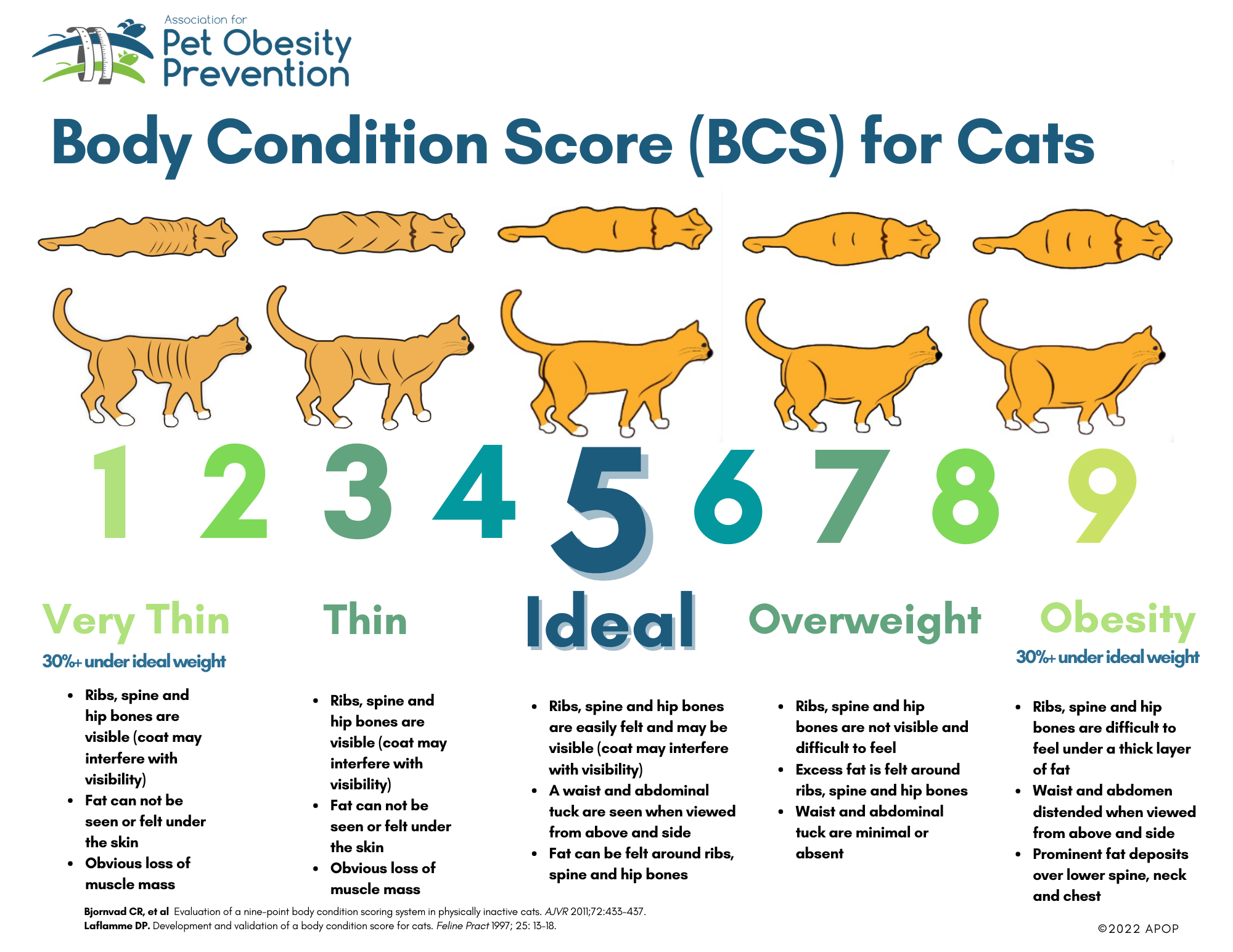 Obesity Chart