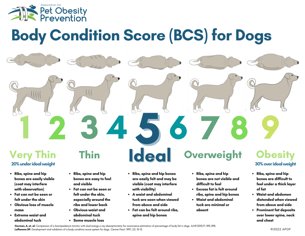 About Body Condition Scoring — Association for Pet Obesity Prevention