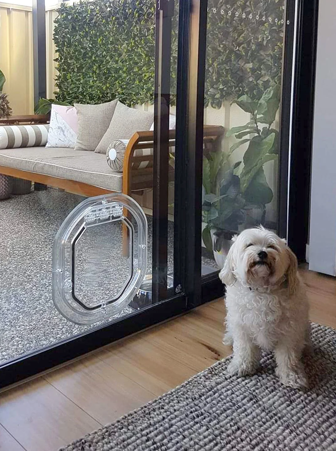Orange tabby cat peering through a pet door in a sliding glass door, with a backyard visible outside.