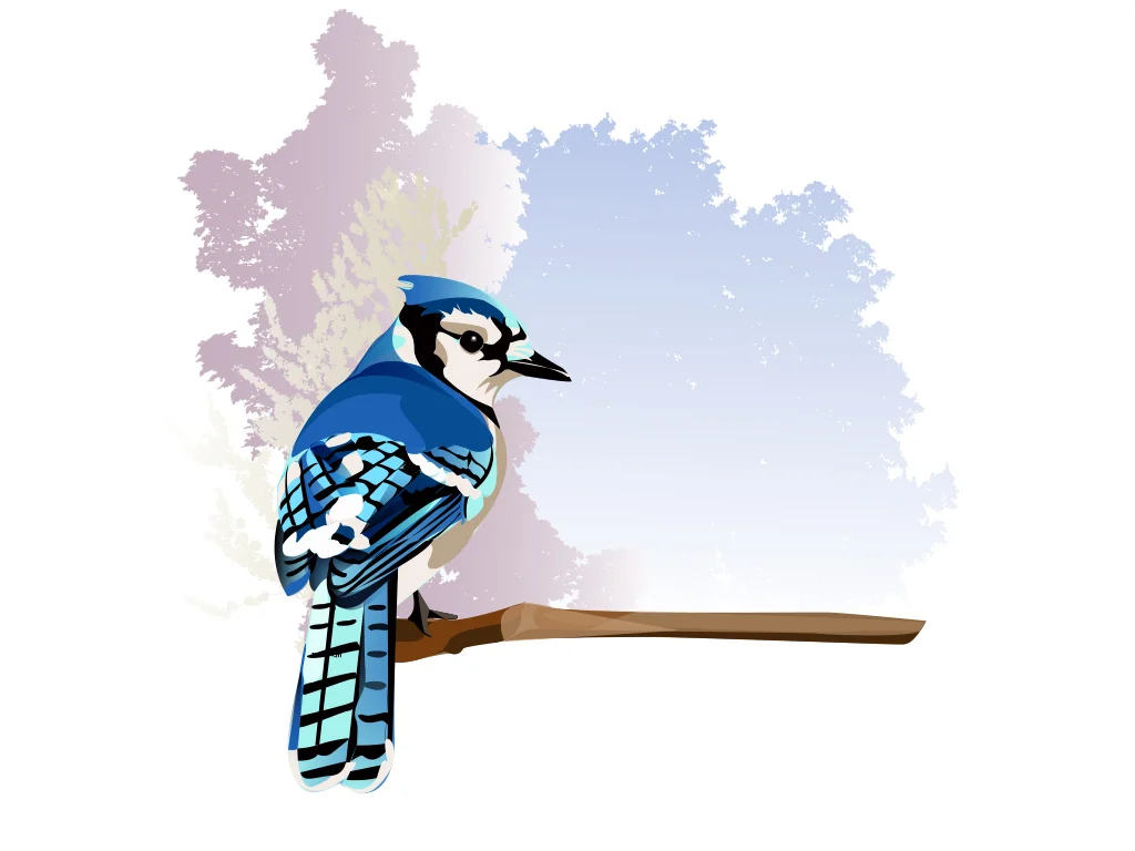 BlueJay.jpg