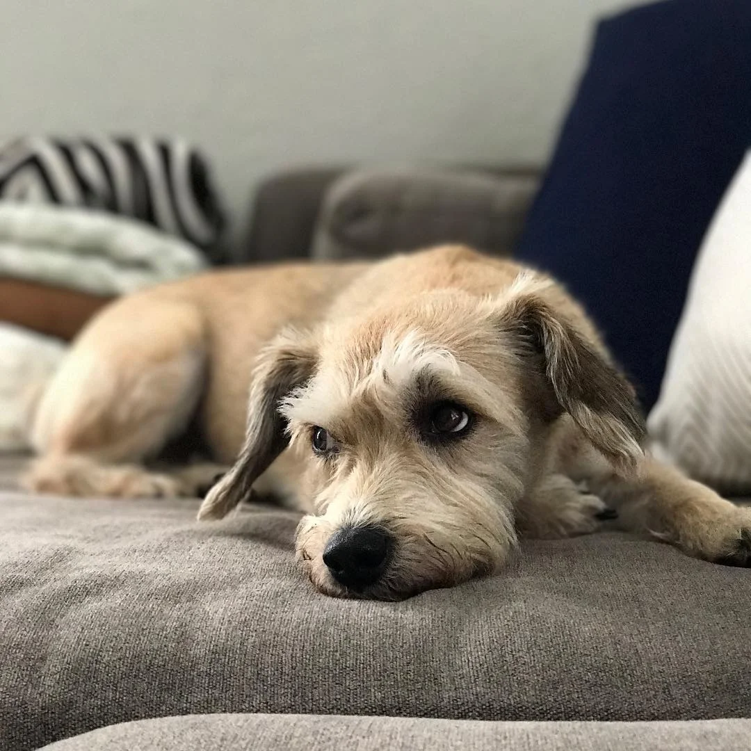 Ollie dog.