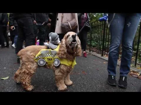 Jim Goes To The Halloween Dog Parade 2016