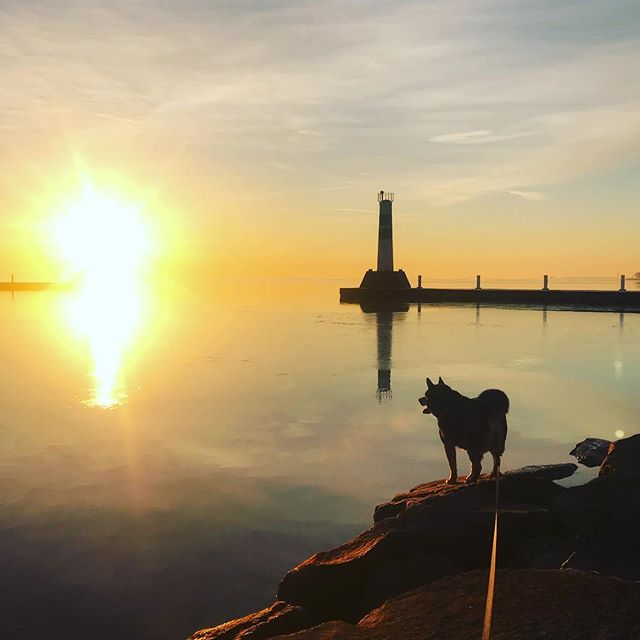 Great start to the day w the pup catching the city quiet for a moment at sunrise. I get a minute to think and breathe.... he runs around like a maniac and hates staying still for photos. #chicity #sunrise #dogsofchicago #risenrun