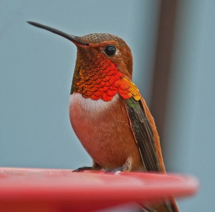 wicked rufous.jpg