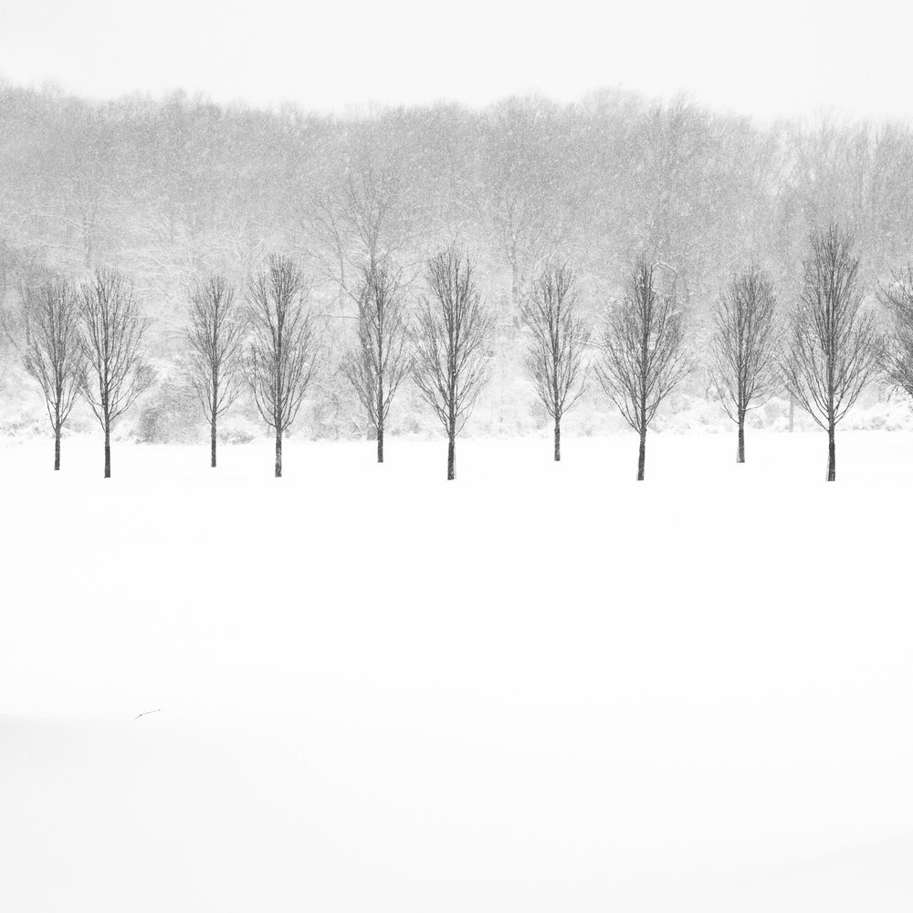 A Row of Trees - ©John Guillaume - f11, 1/125 sec, ISO 160