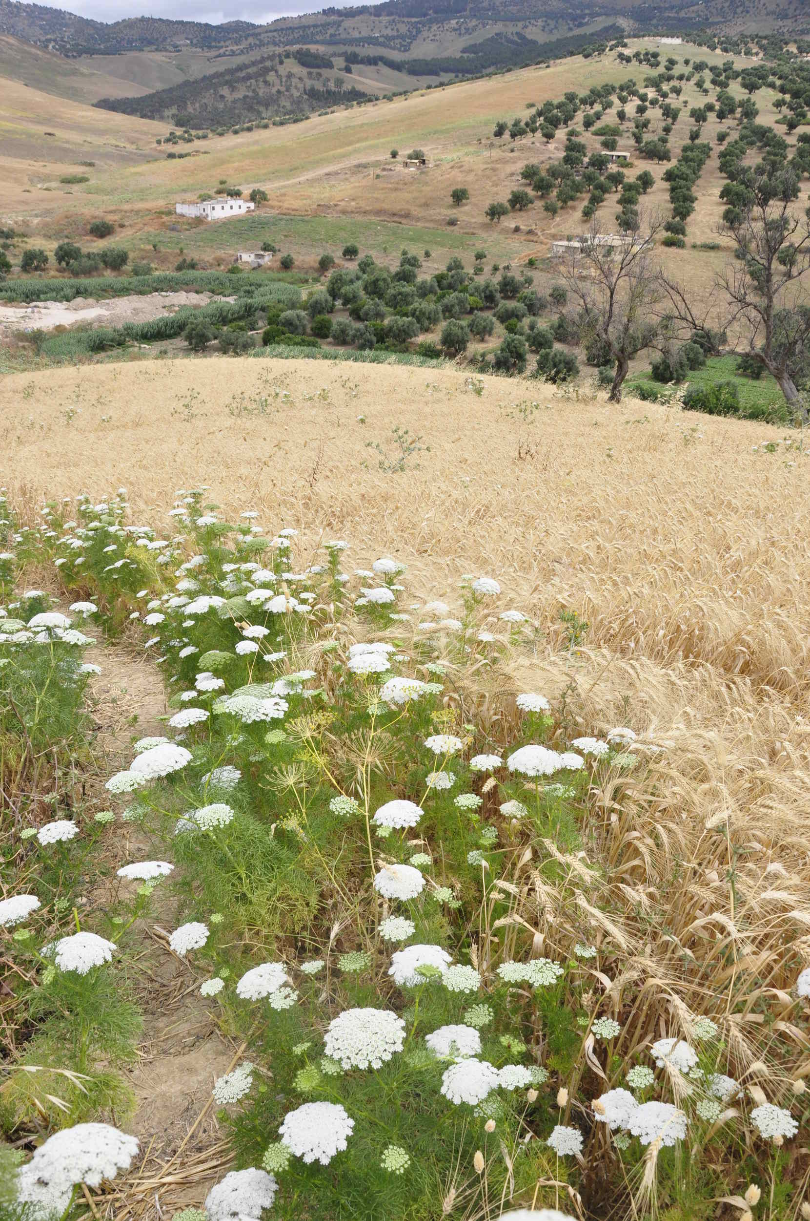 Trek to the Zalagh Mountain