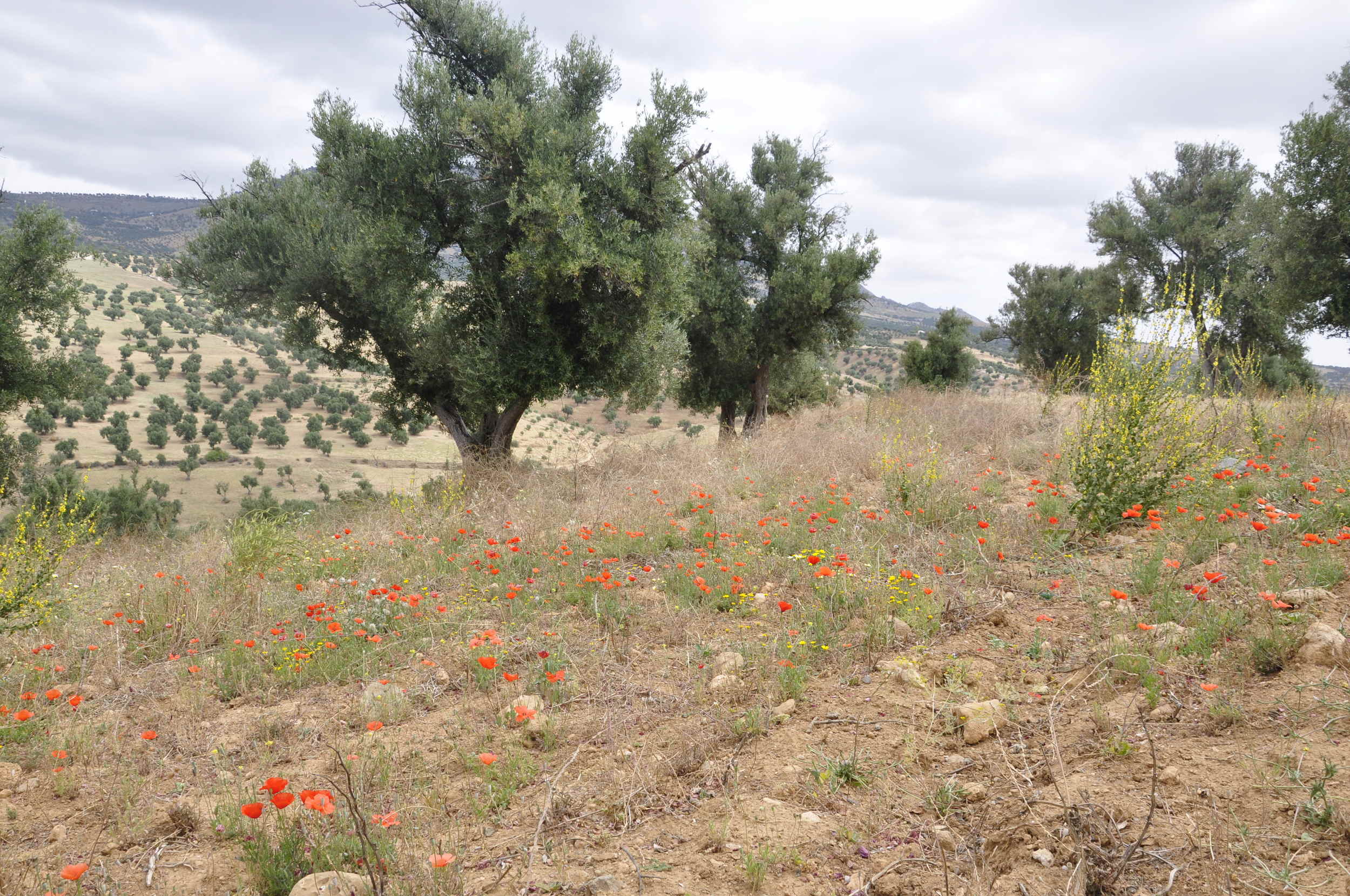 Trek to the Zalagh Mountain