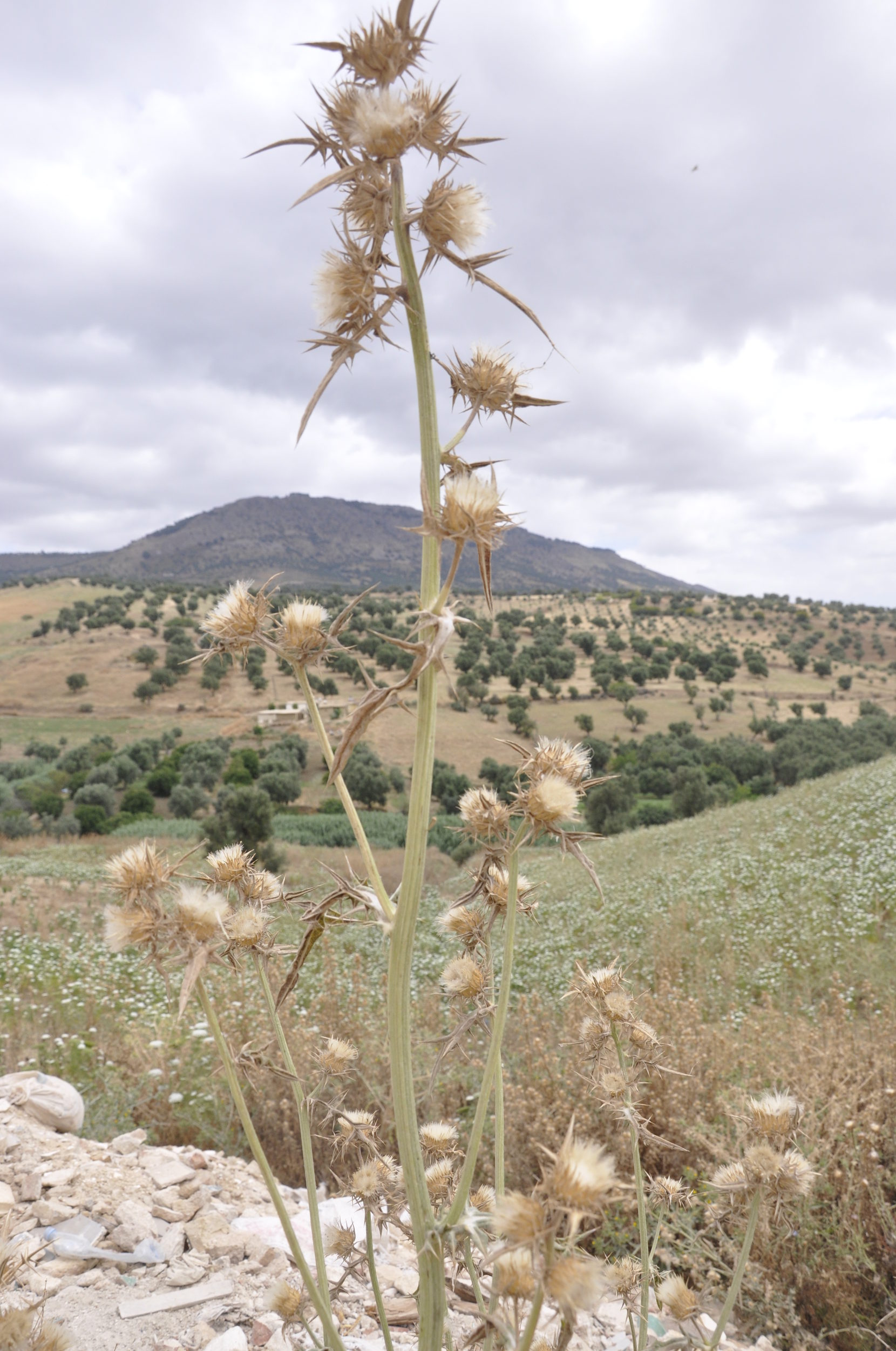 Trek to the Zalagh Mountain