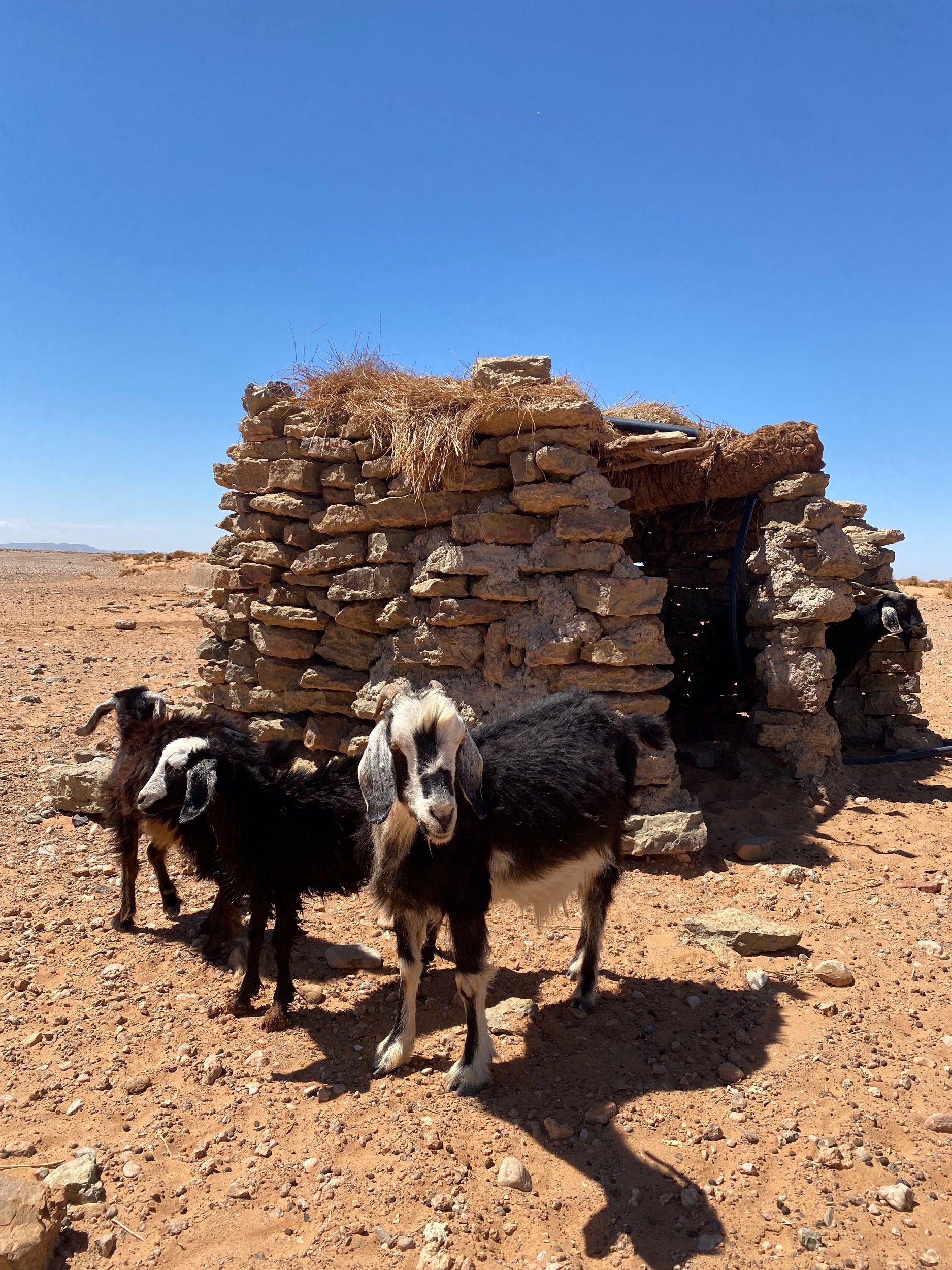  Goats in desert of Sahara in Merzouga 