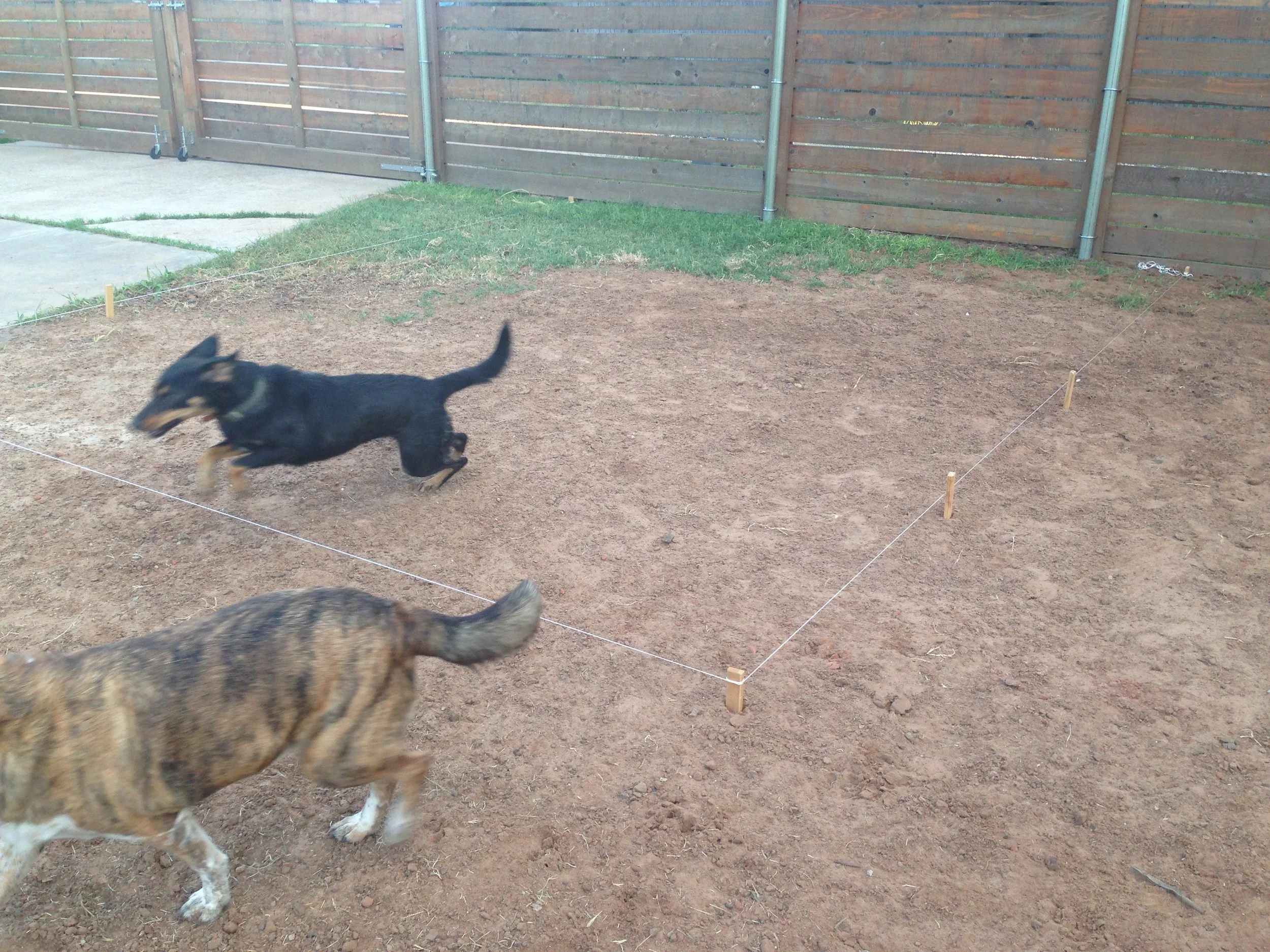 Norman OKC Dog Trainer