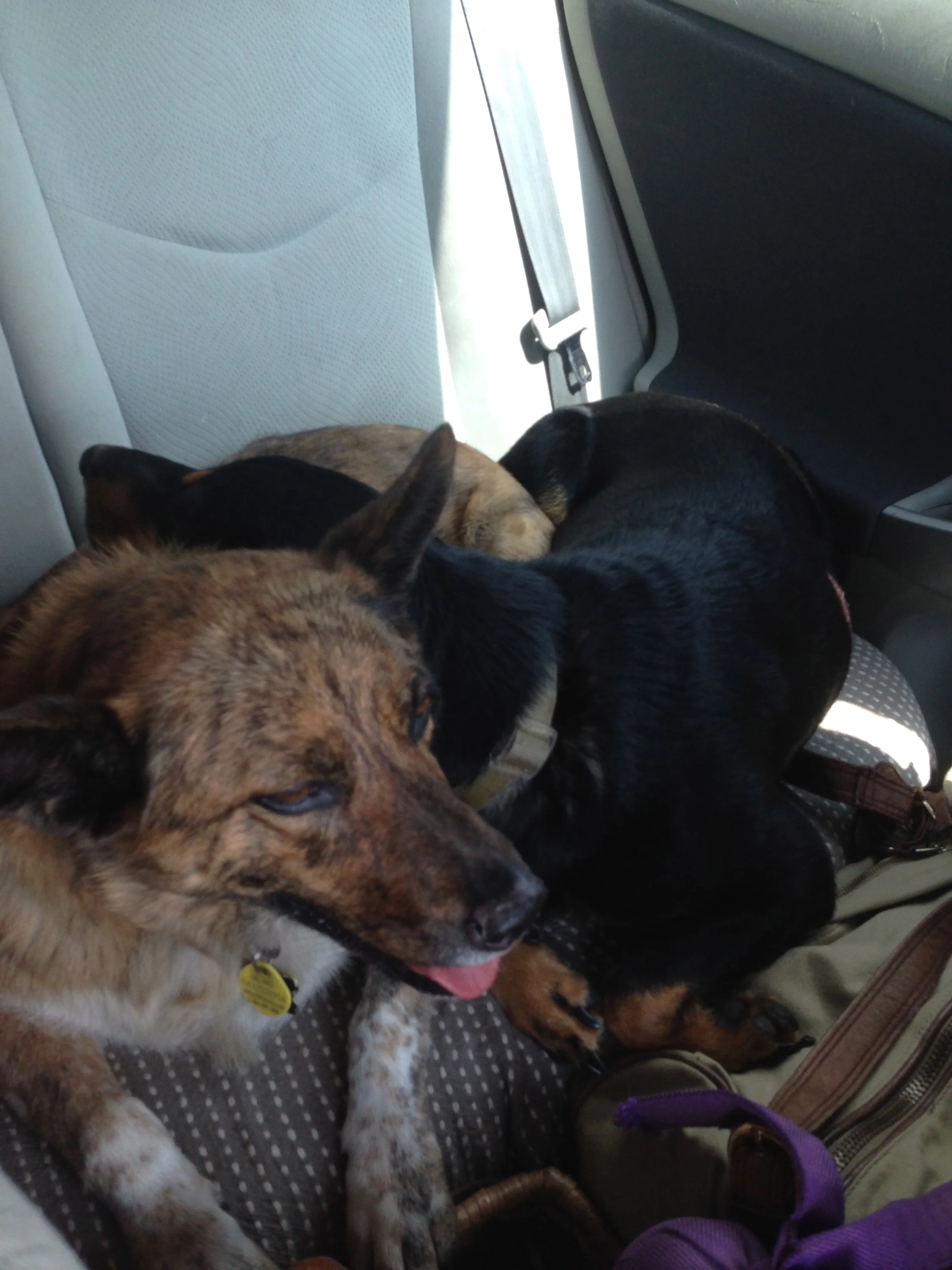 Norman OKC Dog Trainer.jpg