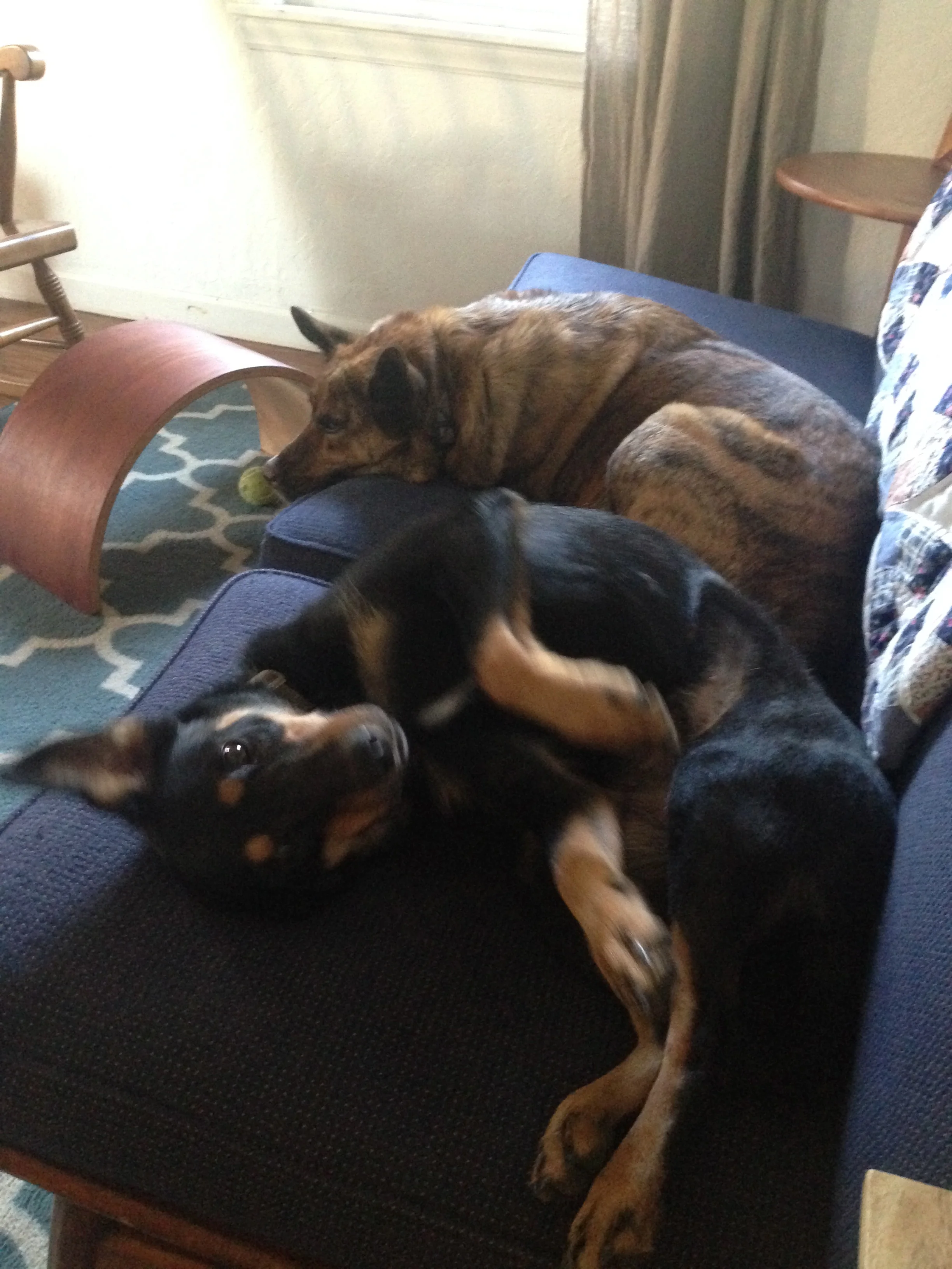 Norman OKC Dog Trainer.jpg