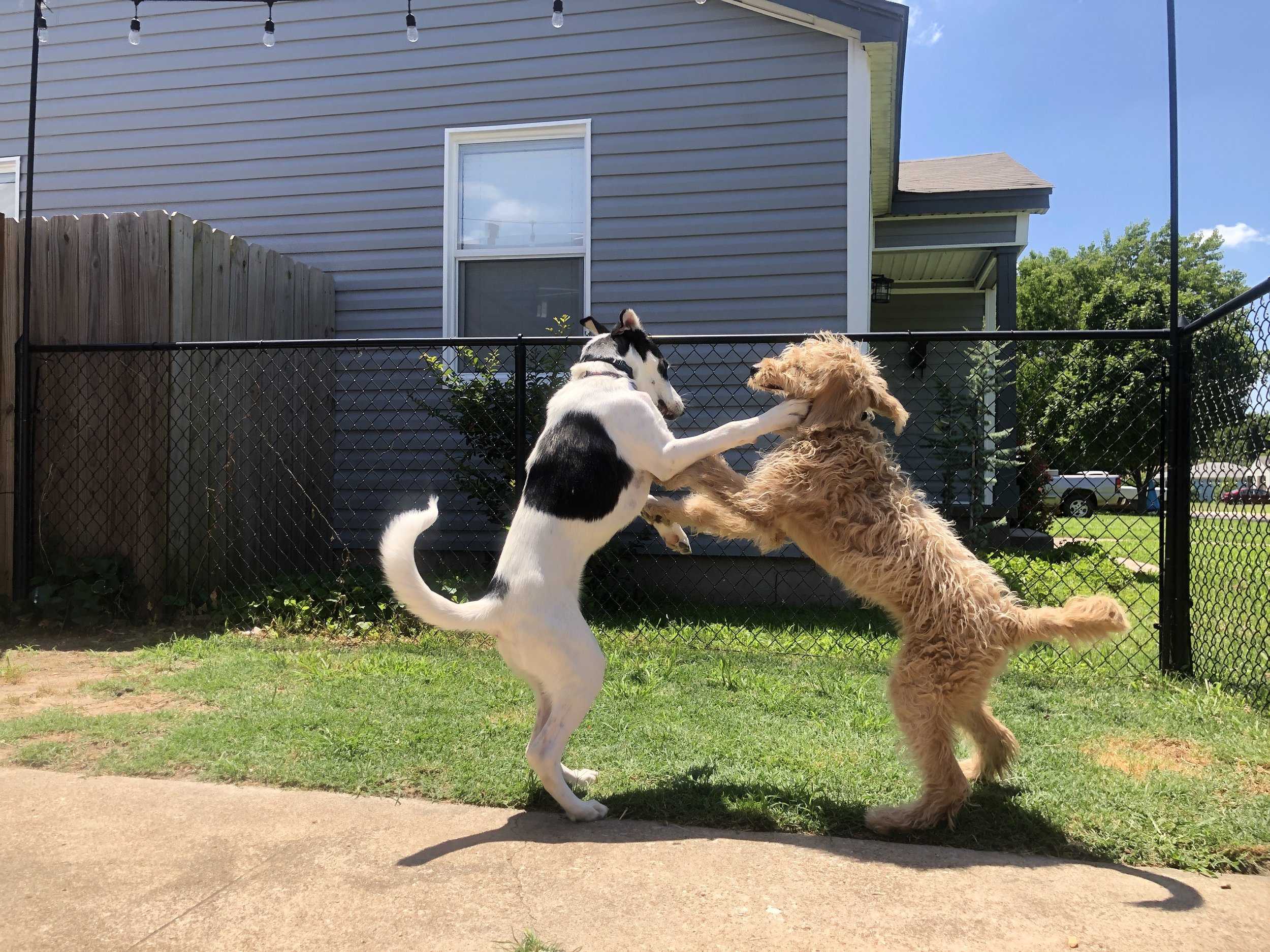 My Dogs Are Fighting...Now What?