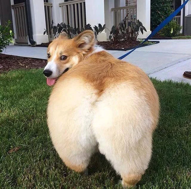 Does Your Dog Have a Big BUT? Here's What to do.