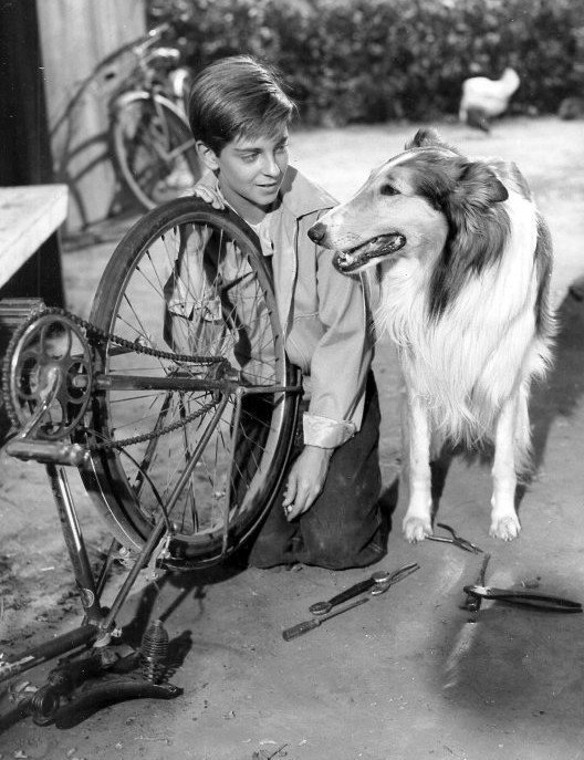 Here's the Thing About "Giving Your Dog a Job"