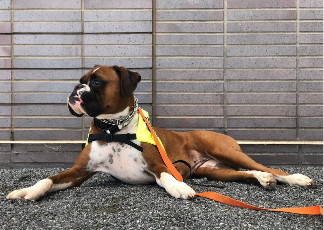 From Frustration to Harmony: Riley's Journey to a Well-Behaved Companion