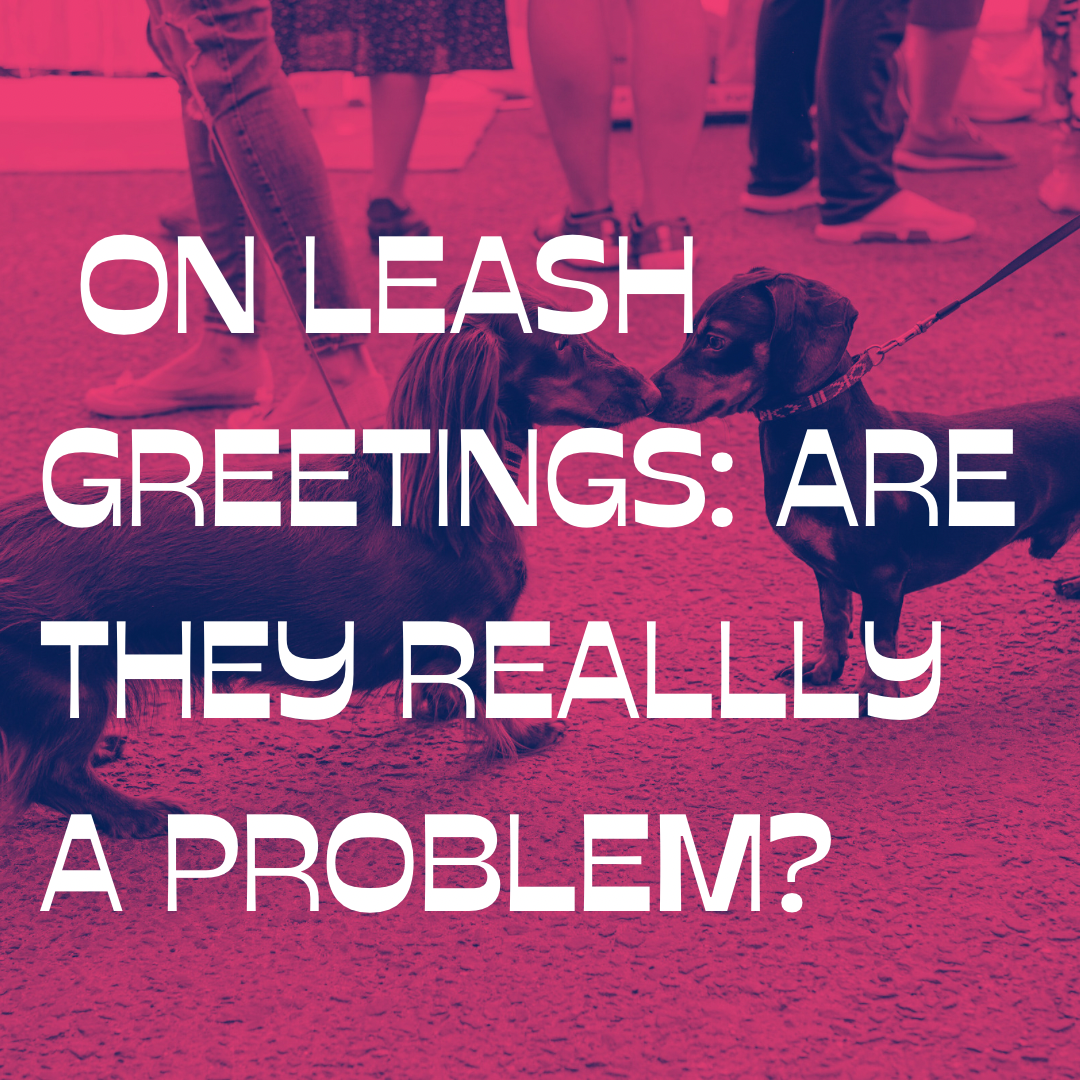 On Leash Greetings: Are They Really a Problem? 