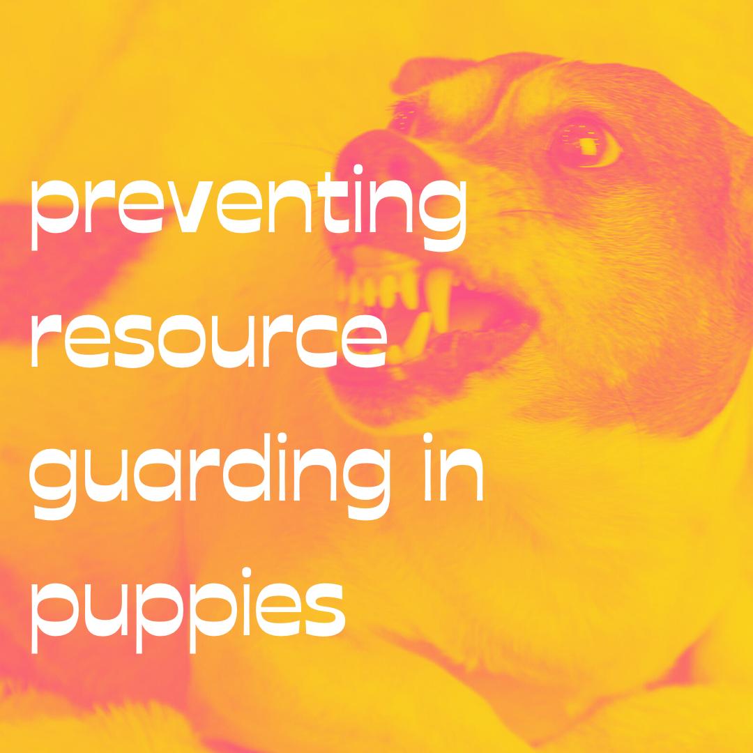 Preventing Resource Guarding in Puppies 