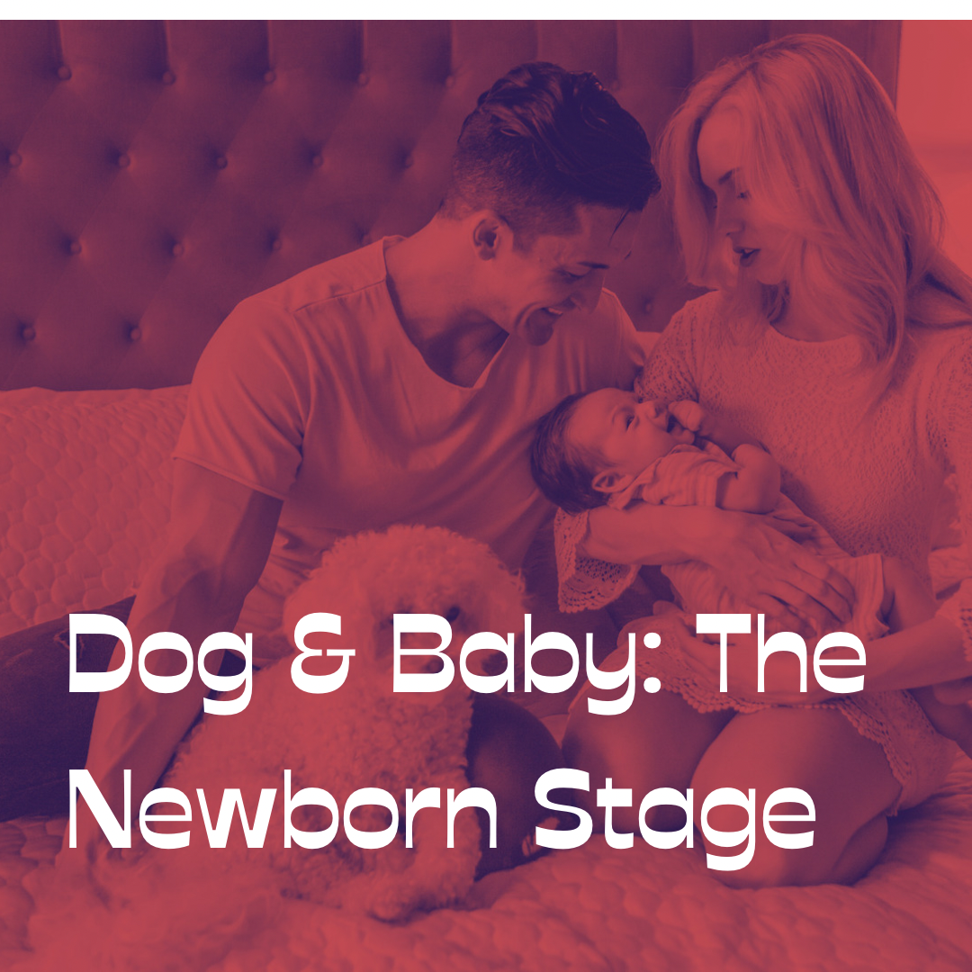Dog & Baby: The Newborn Stage
