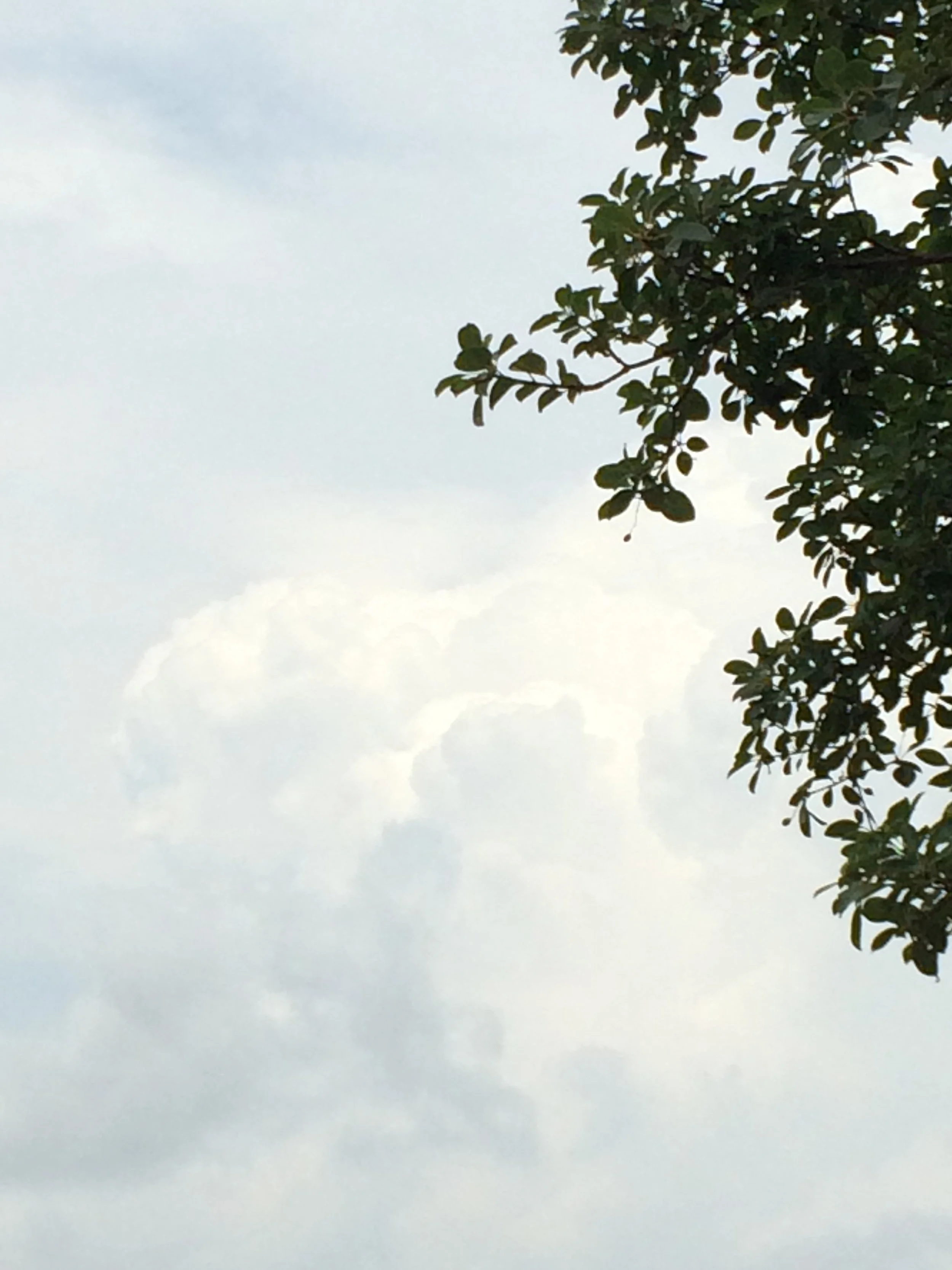 Saturday BK_Atlantic Avenue and Clinton