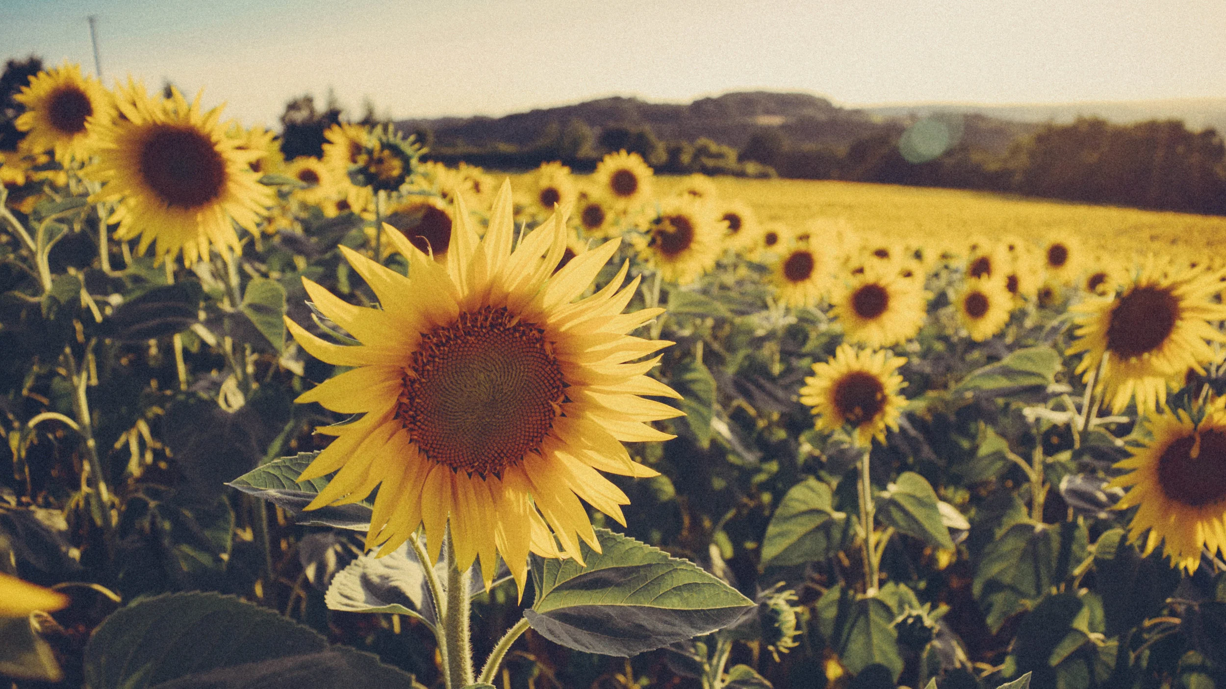 Sunflowers behind the house.jpg