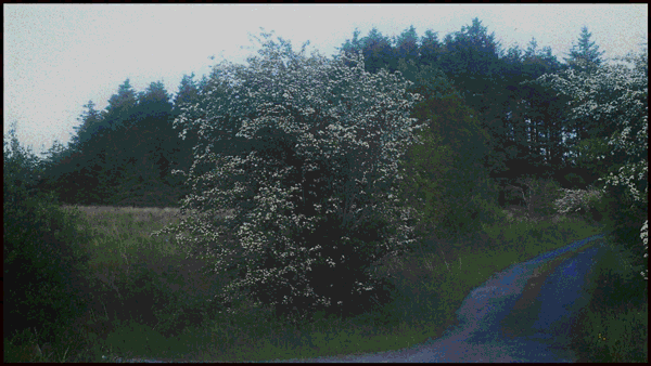 treesmallagain.gif