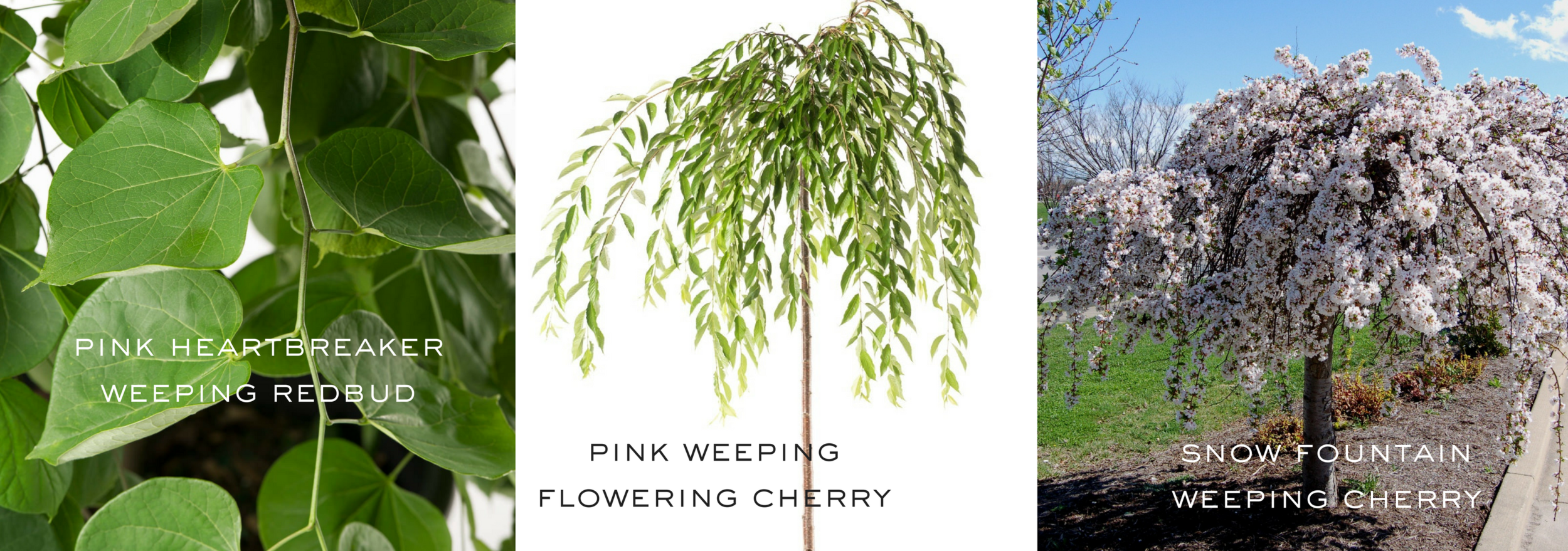Weeping-Trees.png