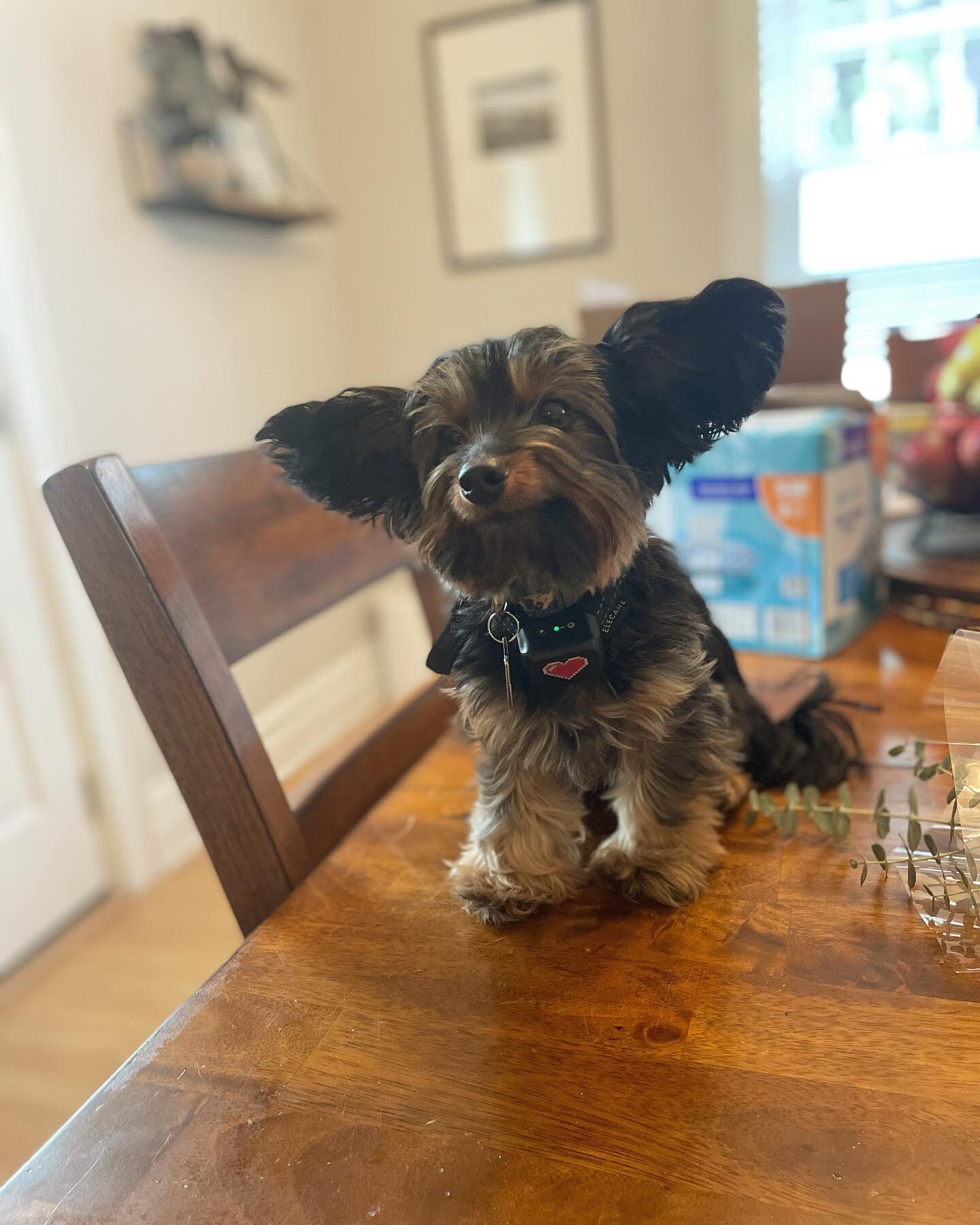 When you look up from your breakfast, and someone has decided to join you. #dogsofinstagram #dogsofthelou #yorkie #daushund #esa