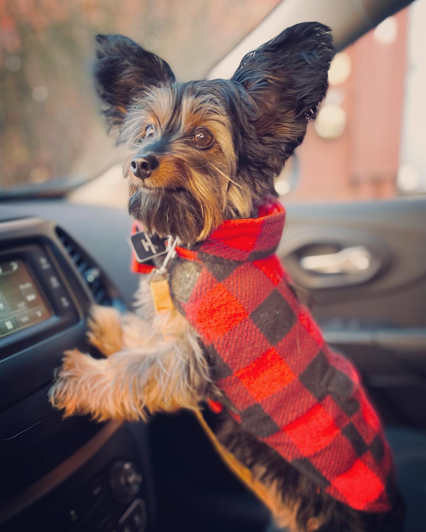Hi ho, hi ho, it&rsquo;s off to work therapy we go! 

#dogsofinstagram #dogsofthelou #yorkies #esa #therapydog #cutedogs