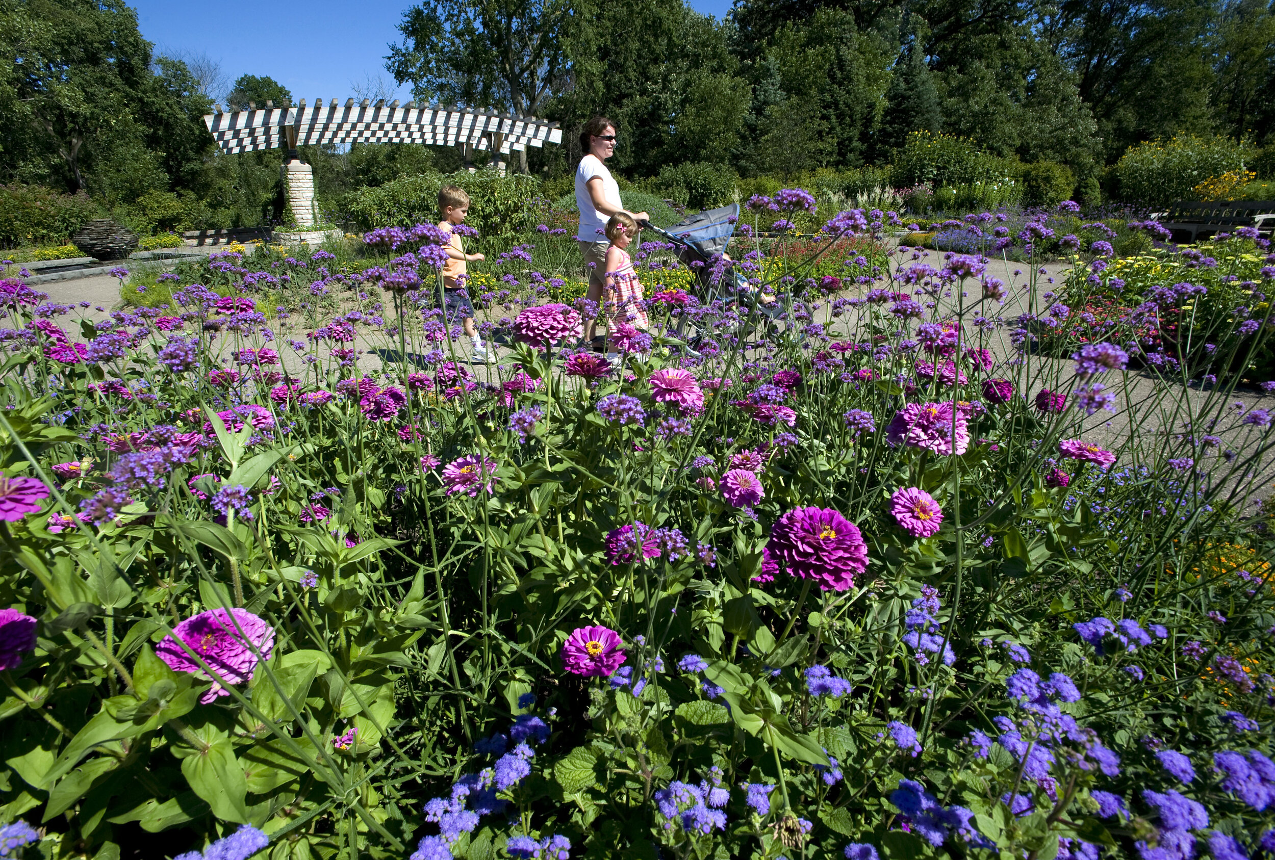 Peony Garden at the Nichols Arboretum 