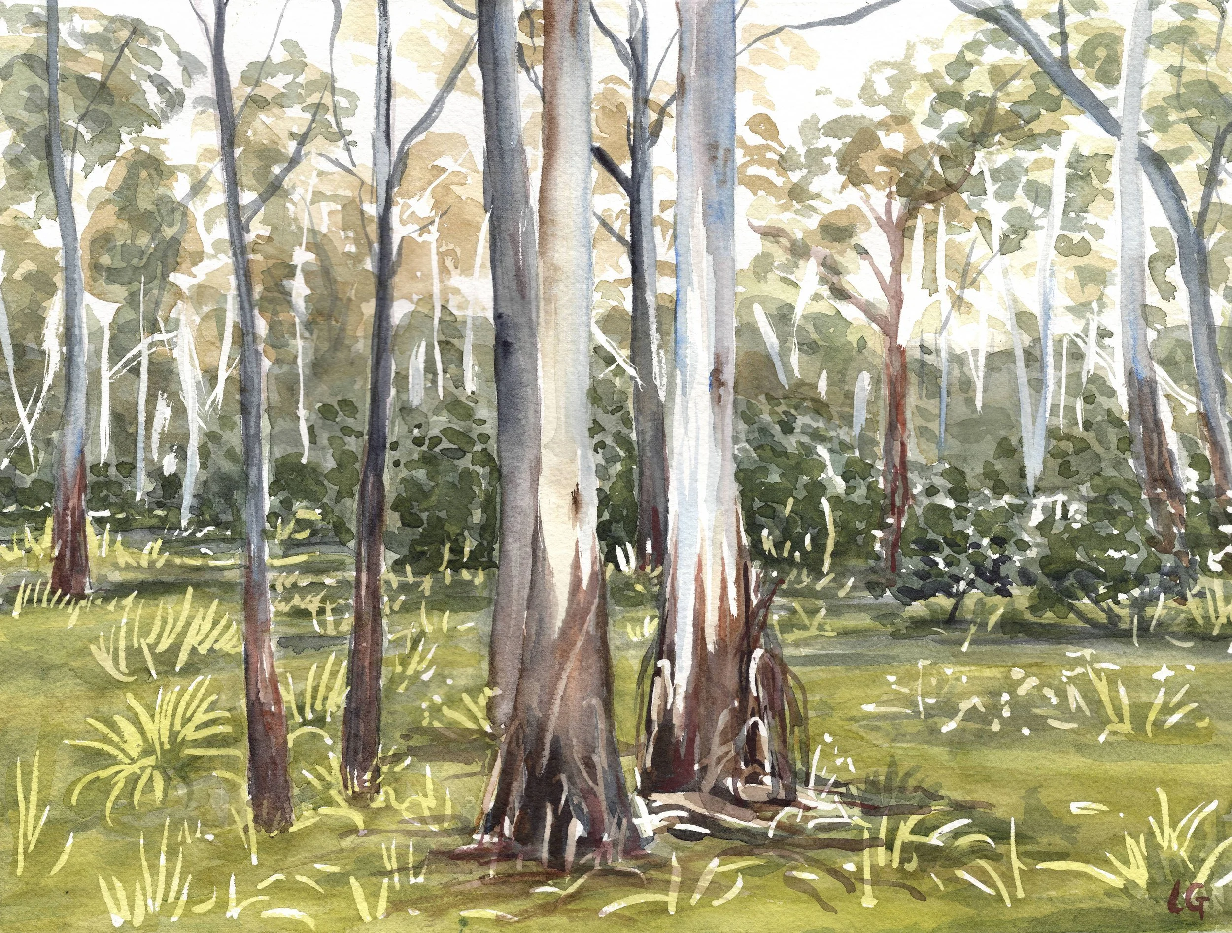  Manna Gums (2021)   Watercolour and gouache on cotton paper, 28 x 38 cm.