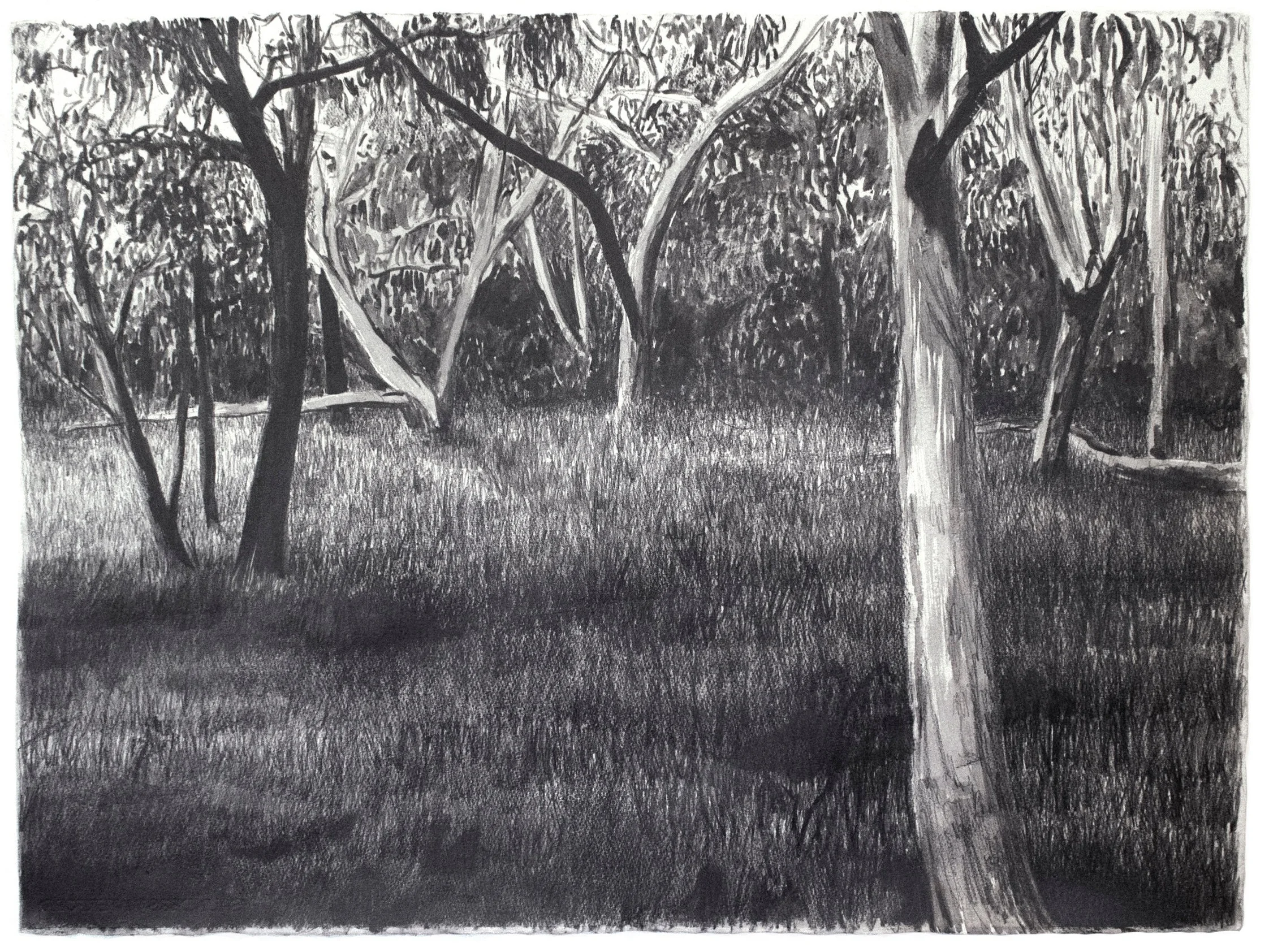 View from Paperbark Track