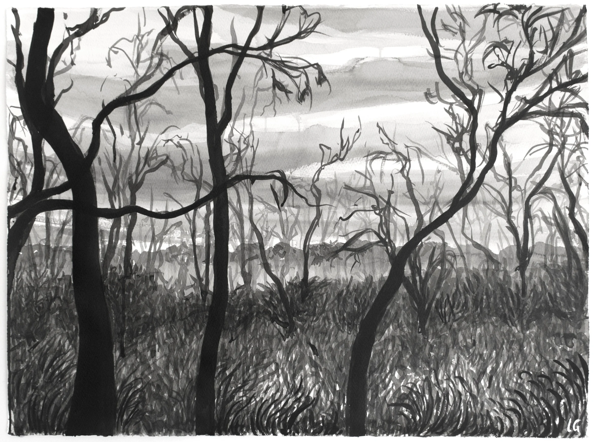 Moonah Woodland