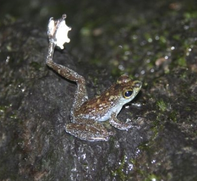 smallSparvus.jpg