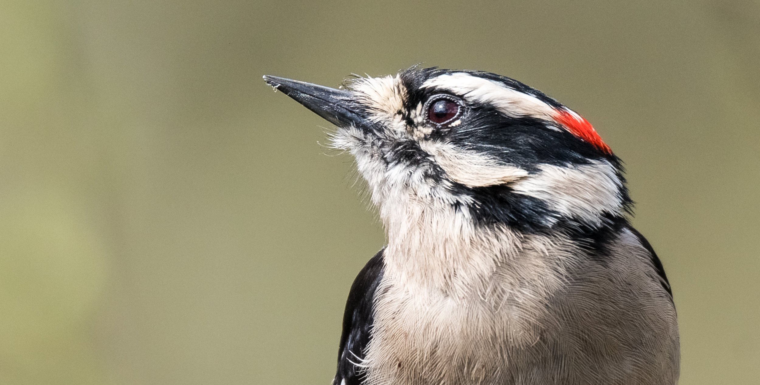  Integrative Animal Behavior   Fuxjager Lab  