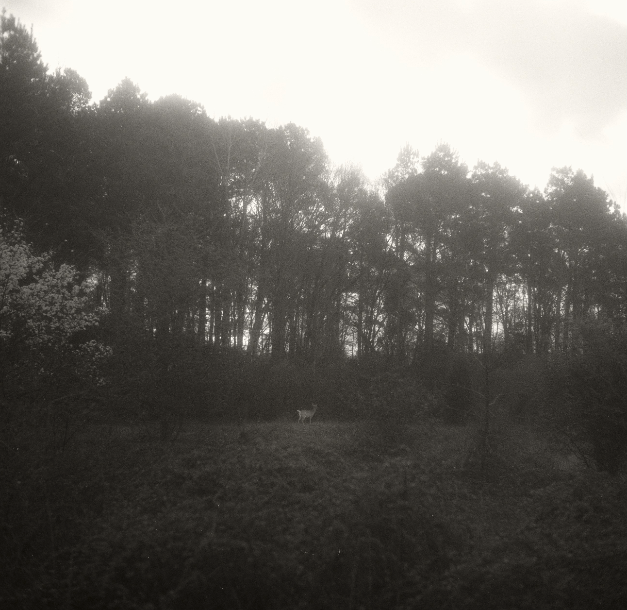 Screen Shot 2017-07-30 at 1.21.32 PM.png