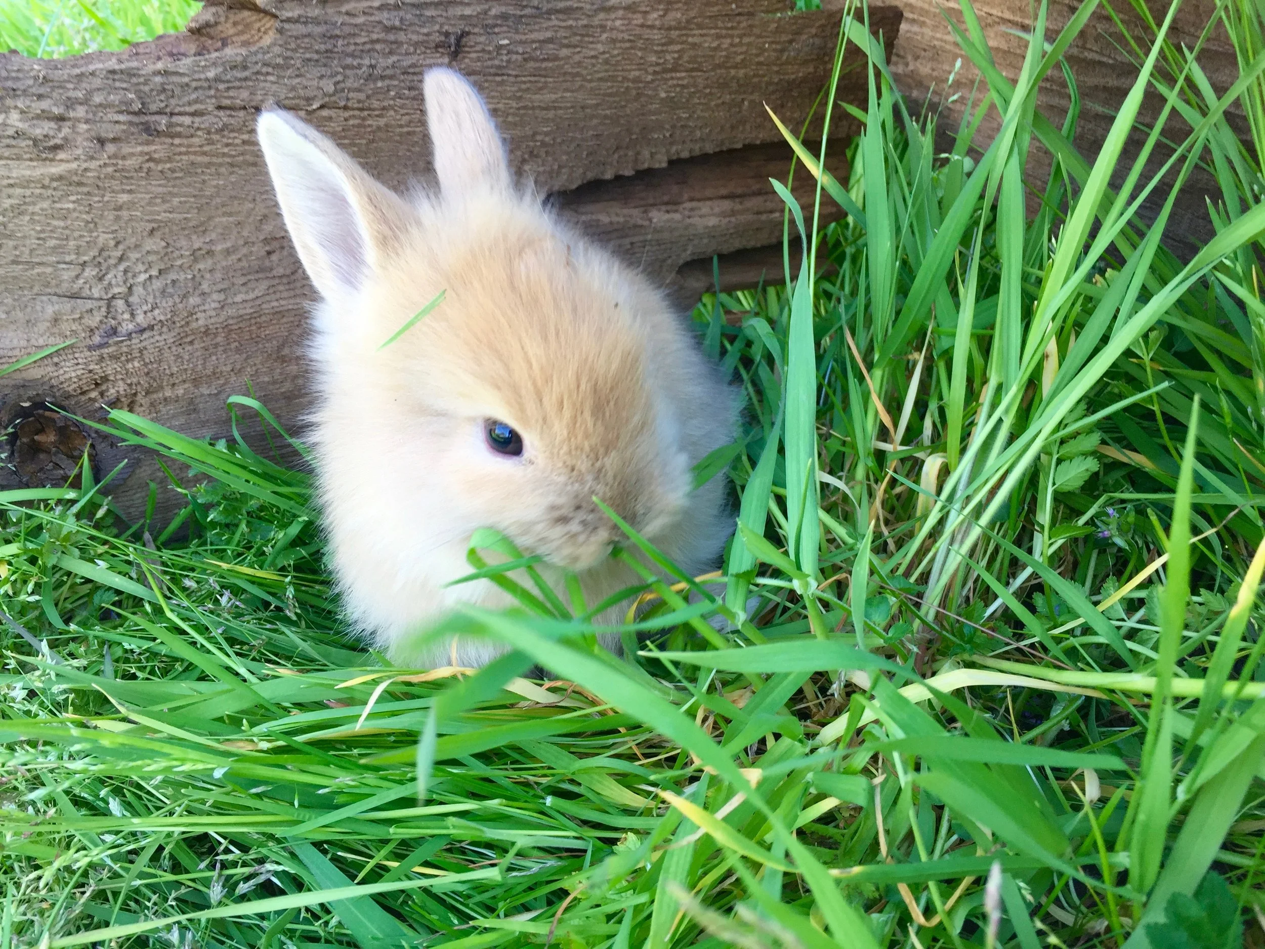 Little bunny