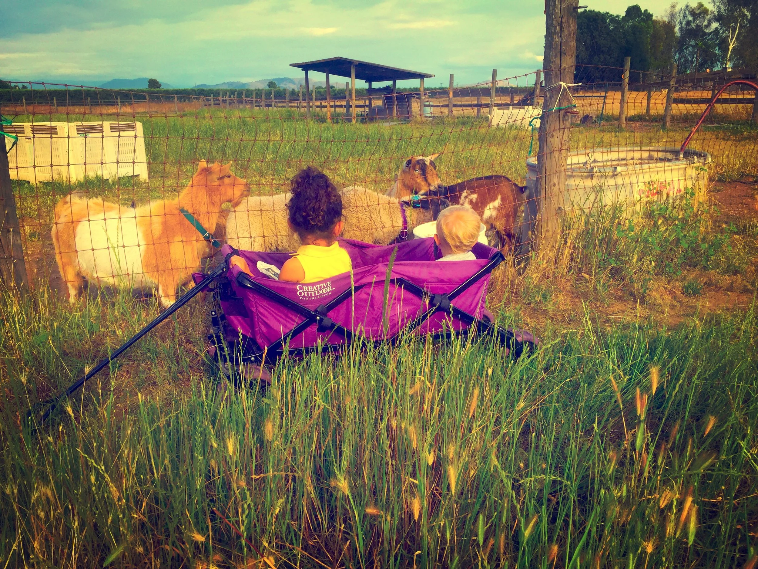 Kid wagon