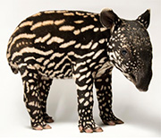 Tapir.jpg