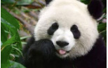 Panda.jpg
