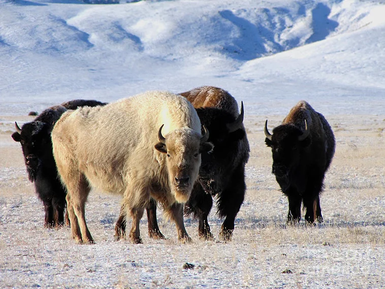 white-buffalo.jpg