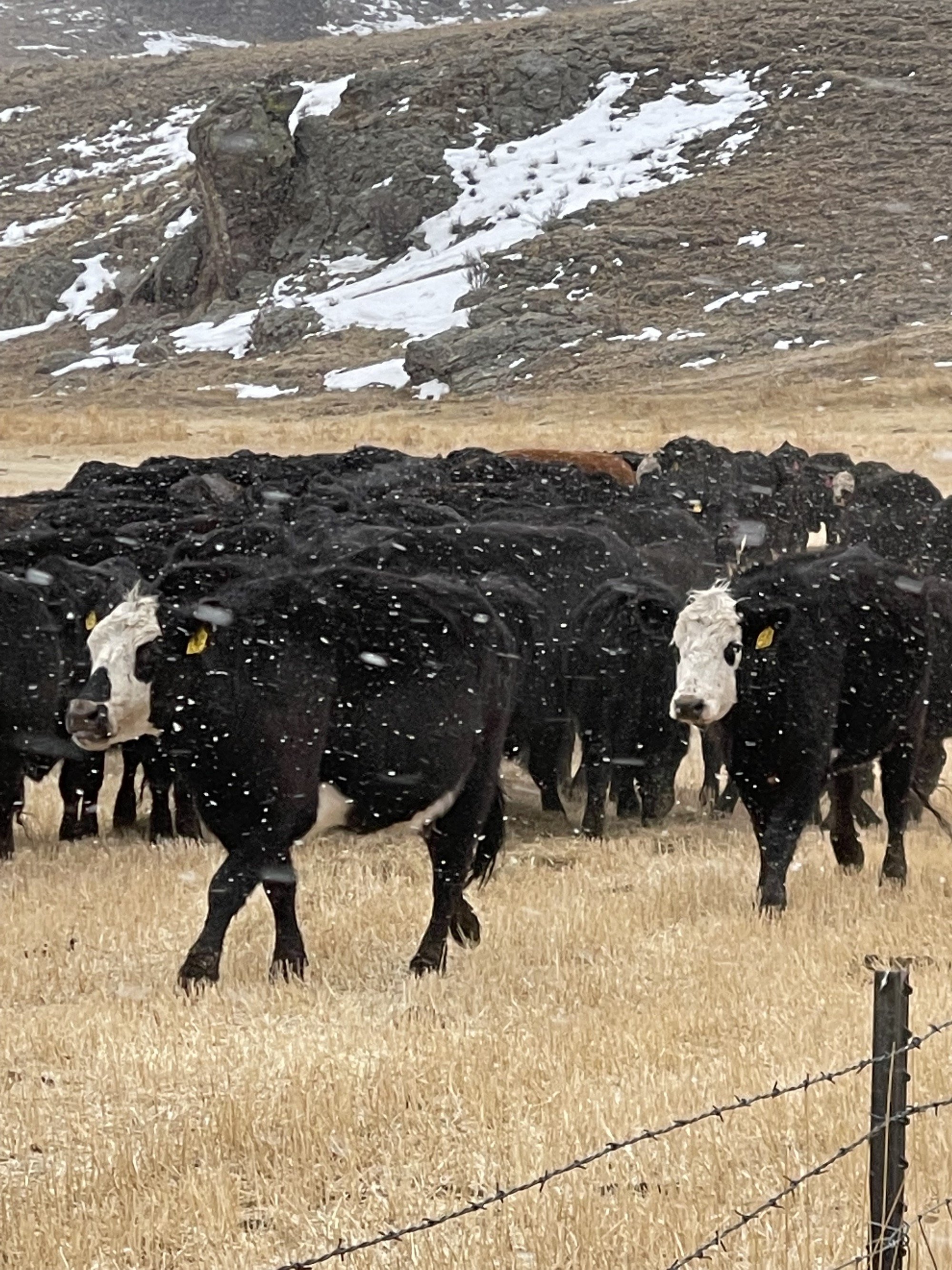 eagle rock ranch cattle winter jefferson colorado.jpeg