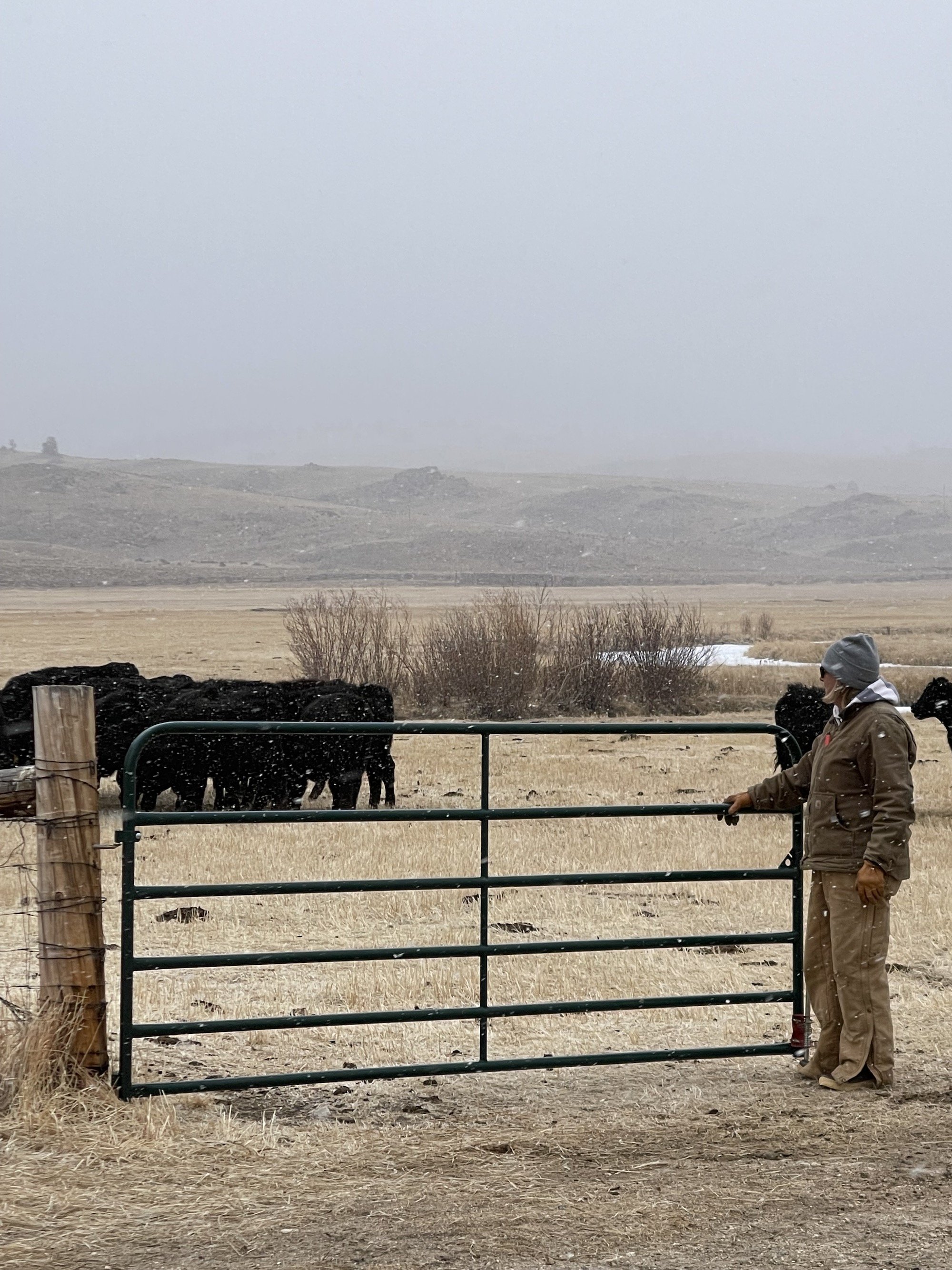 premium beef cattle eagle rock ranch winter.jpeg