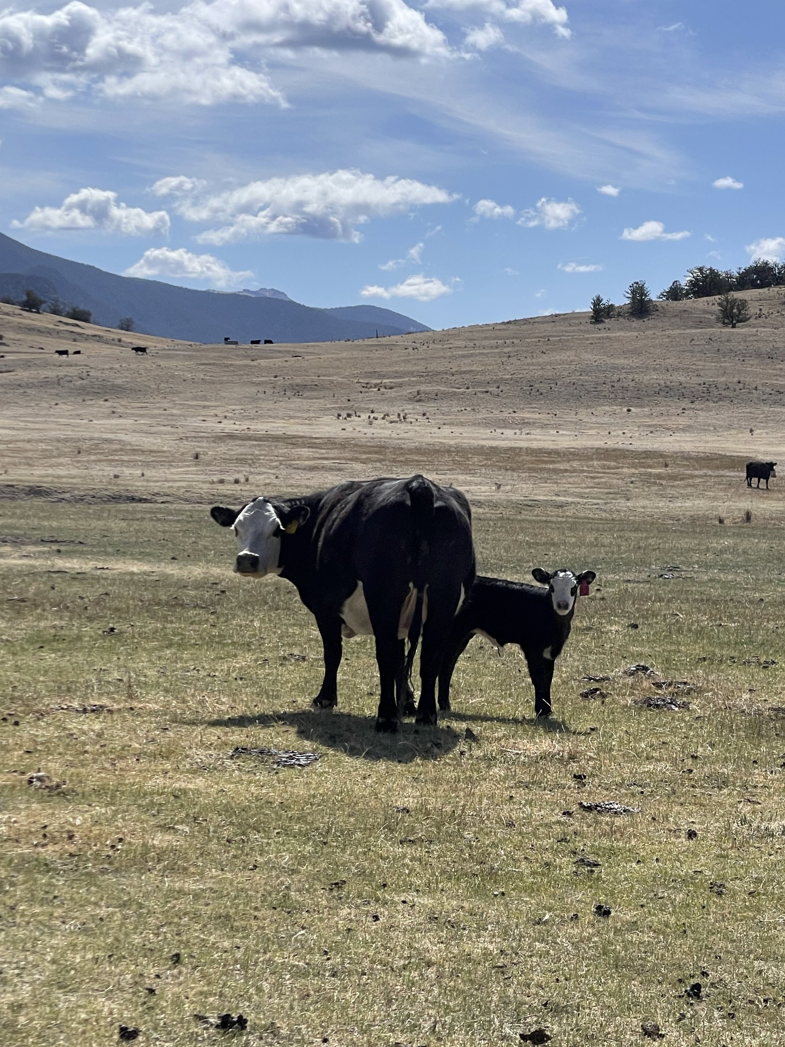 colorado ranch premium beef mama cow and calf.jpg