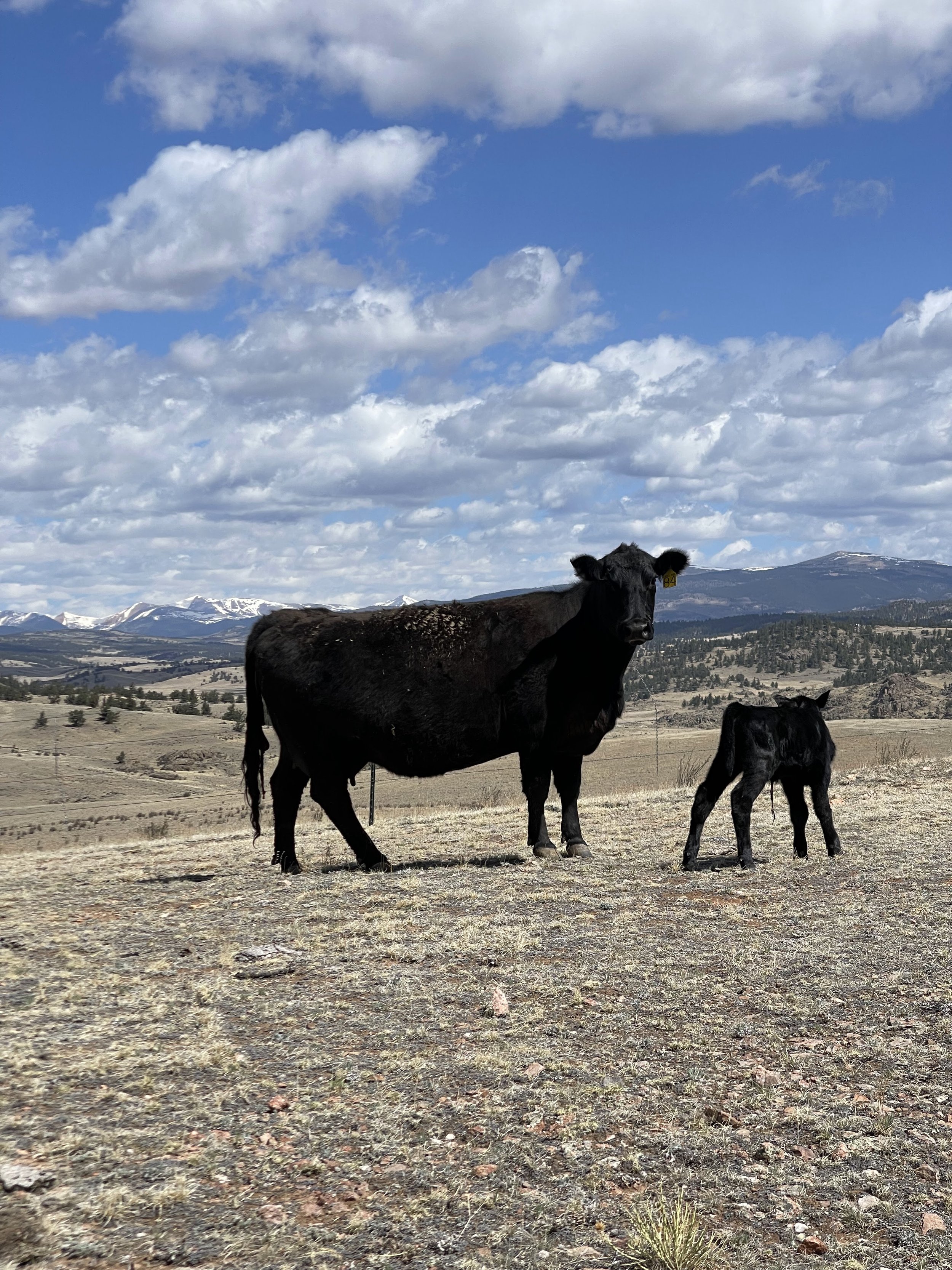 colorado ranch calving season.jpg