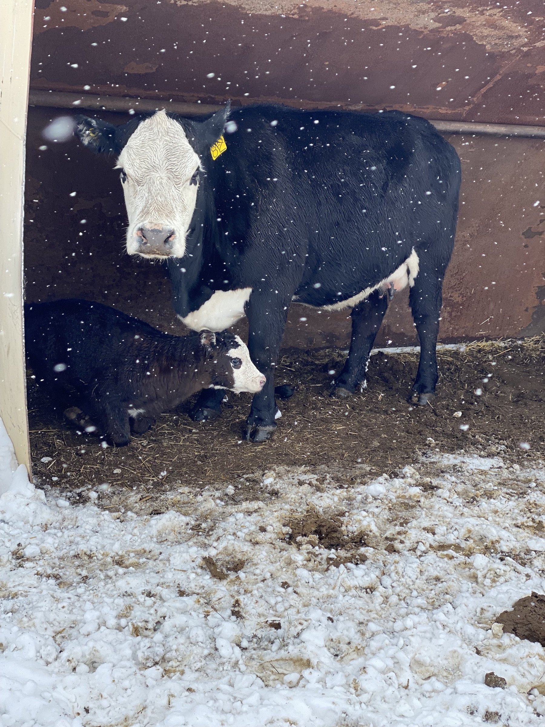 mama cow and calf in winter colorado.jpg