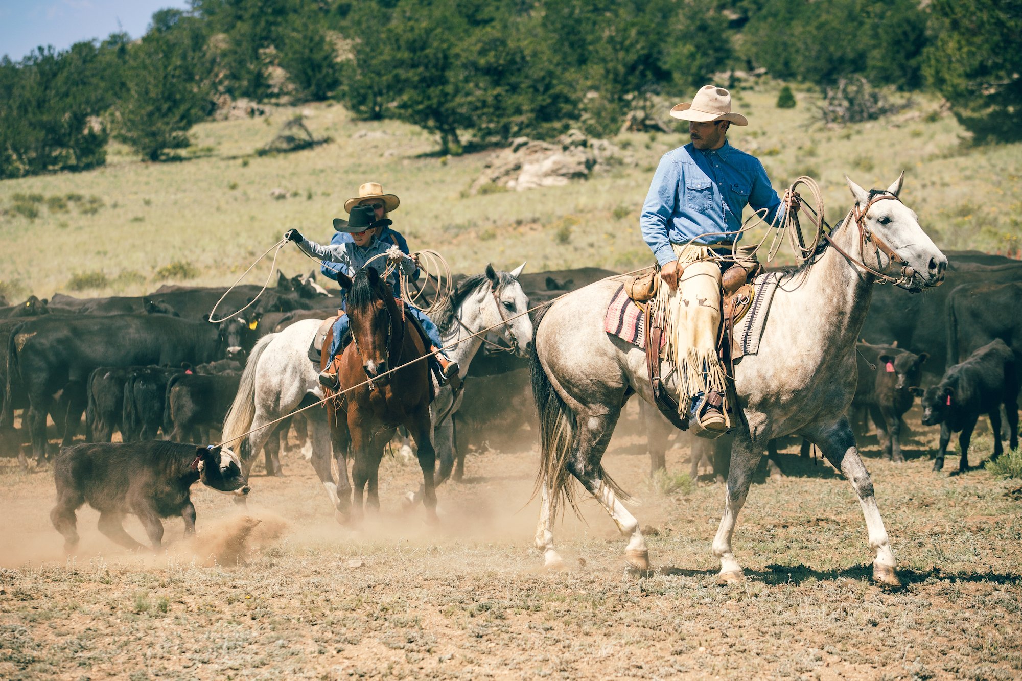 colorado eagle rock angus cattle ranch branding days 5.jpg