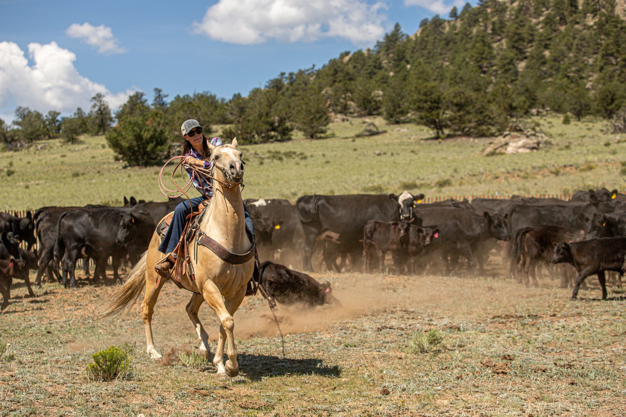 eagle rock angus cattle ranch branding days.jpg