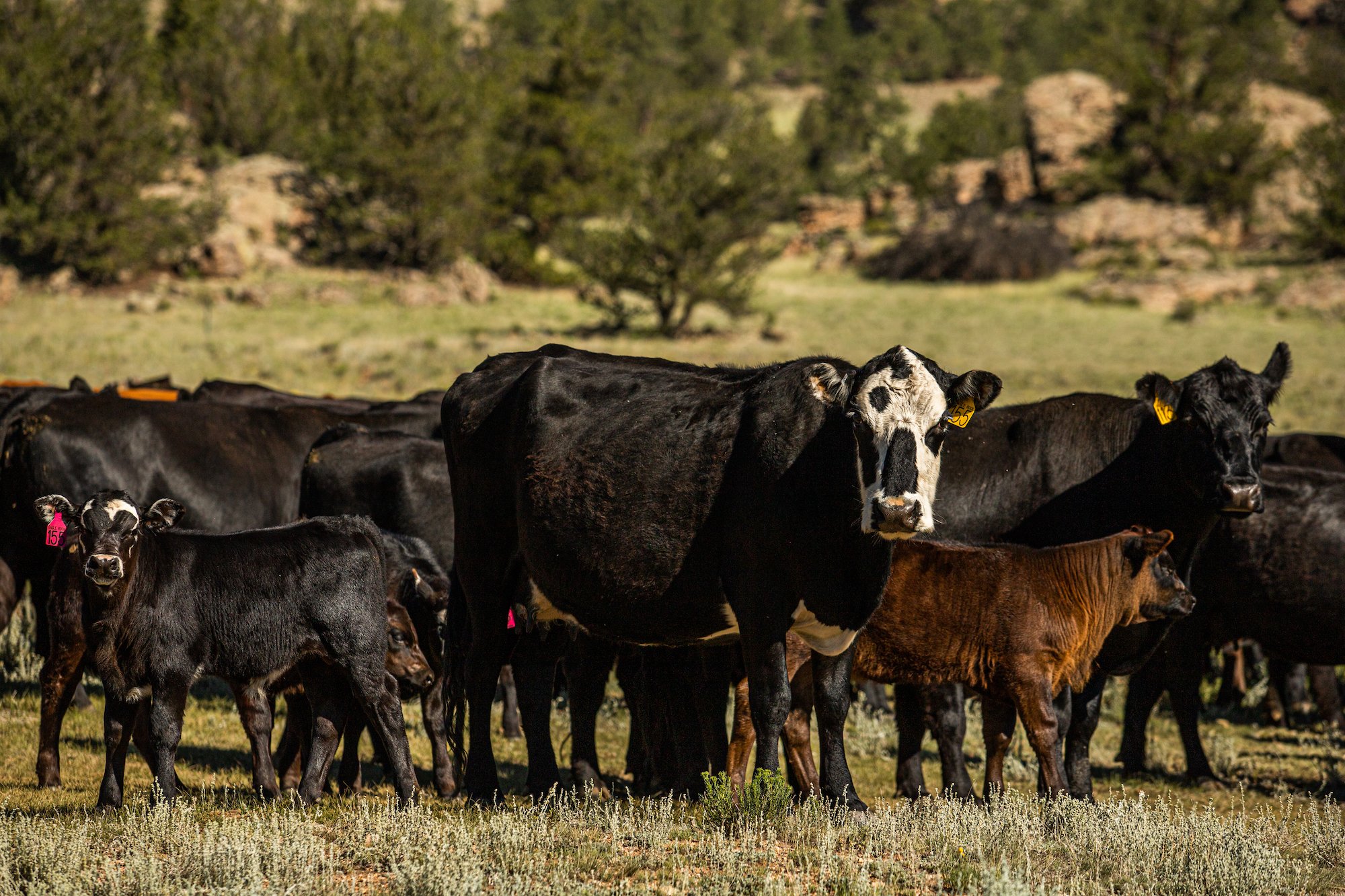 Branding Cattle in Colorado — Eagle Rock Ranch